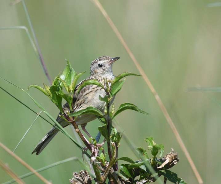 Hellmayr's Pipit - ML646419049