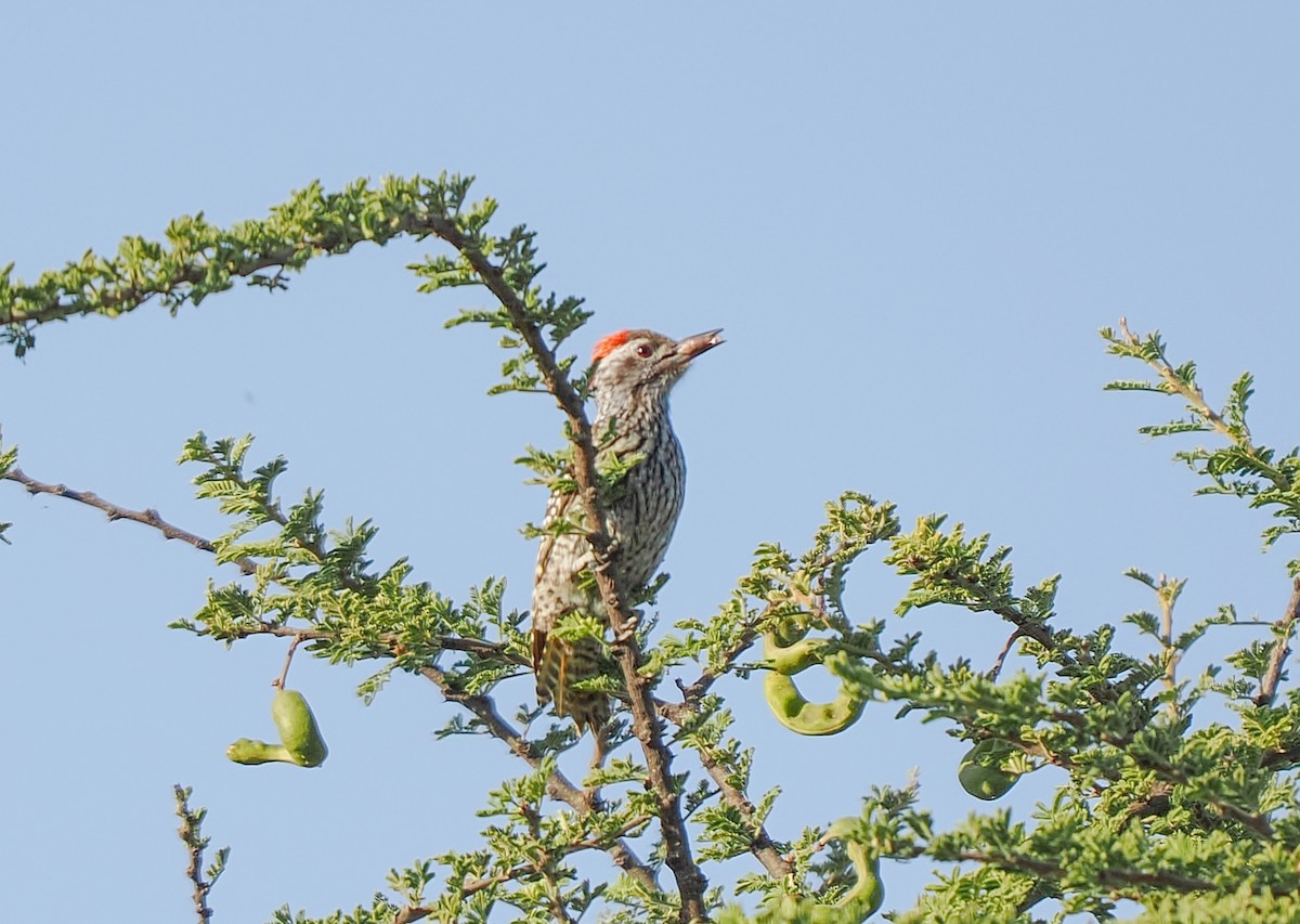 kardinalspett - ML646419050