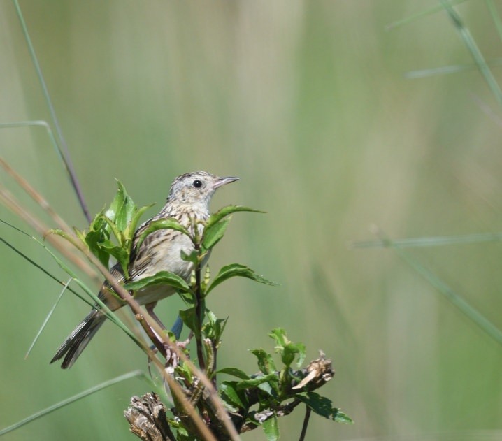 Hellmayr's Pipit - ML646419051