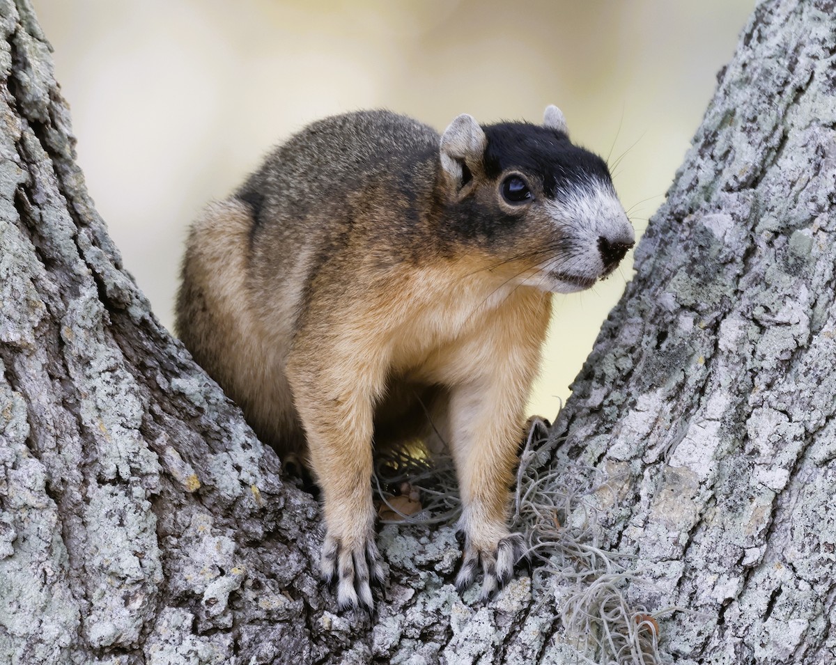 Sherman's Fox Squirrel - ML646419052