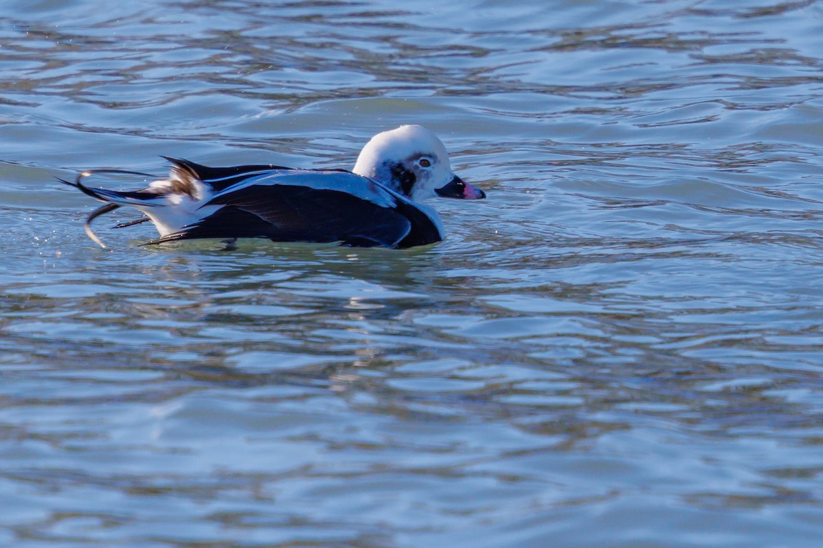 hoholka lední - ML646419053