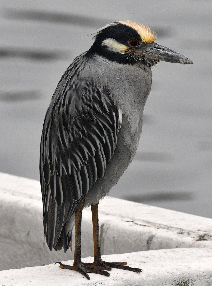Yellow-crowned Night Heron - ML646419054