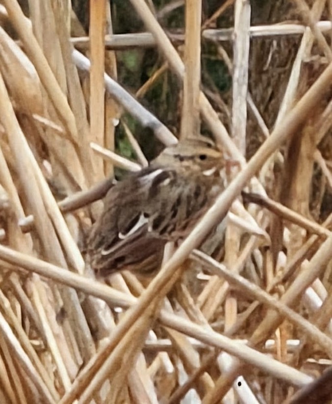 Savannah Sparrow - ML646419055