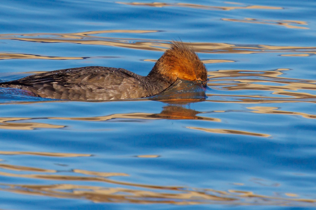 紅胸秋沙 - ML646419057