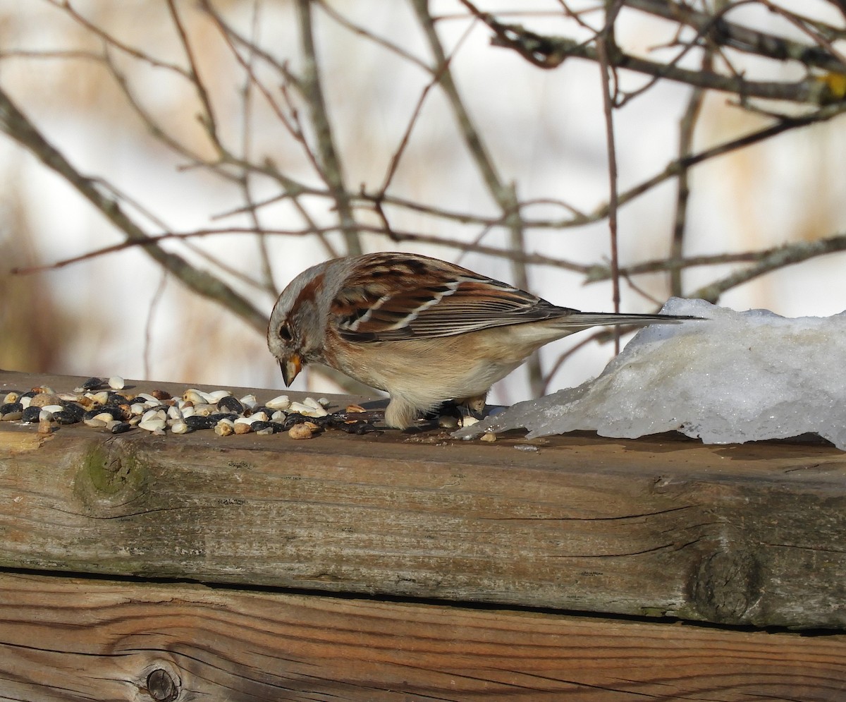 Пасовник північний - ML646419060