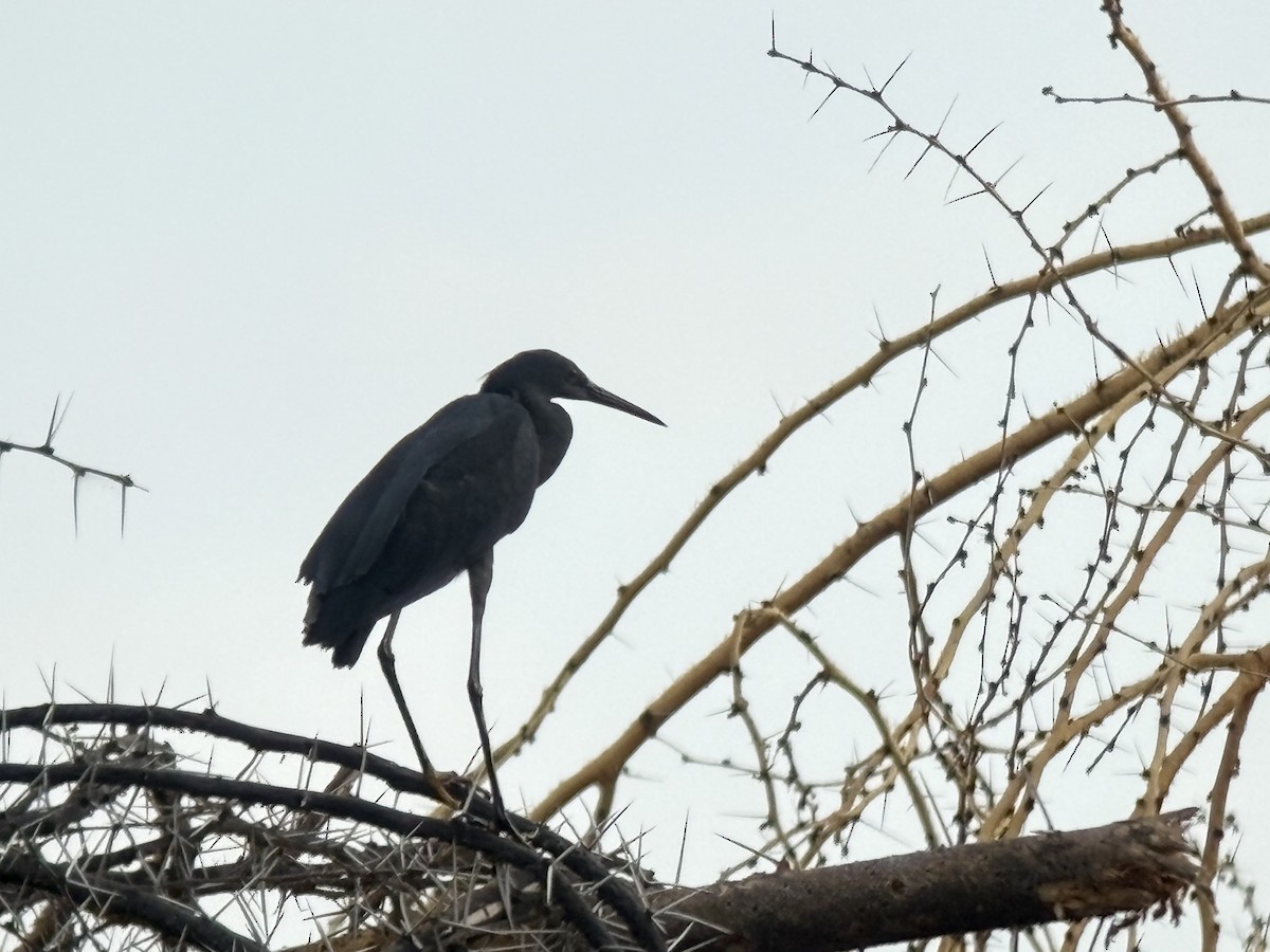 Black Heron - ML646419061