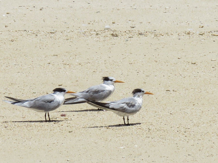 Lesser Crested Tern - ML646419062