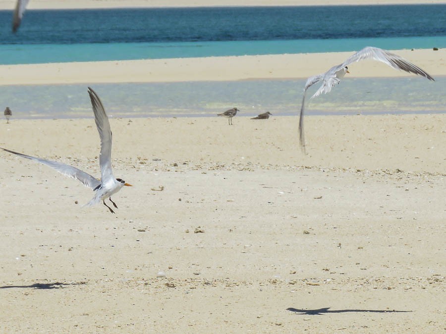 Lesser Crested Tern - ML646419063