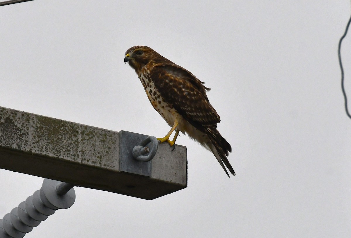 Red-shouldered Hawk - ML646419065