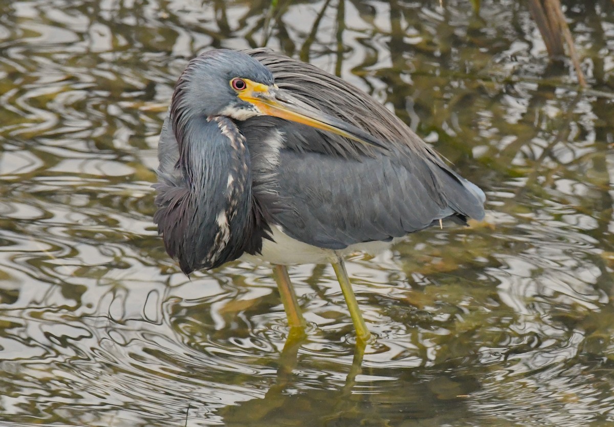 Tricolored Heron - ML646419066