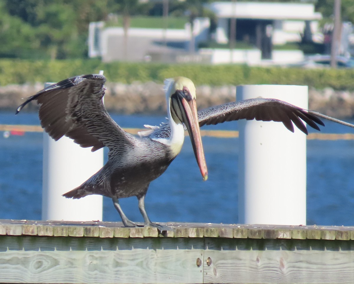 Brown Pelican - ML646419067