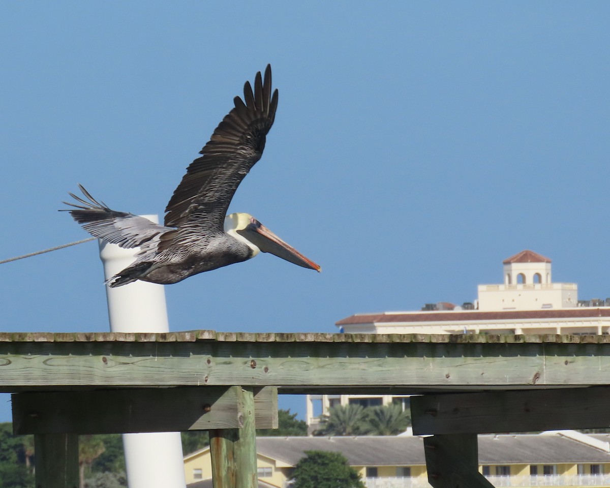 Brown Pelican - ML646419069