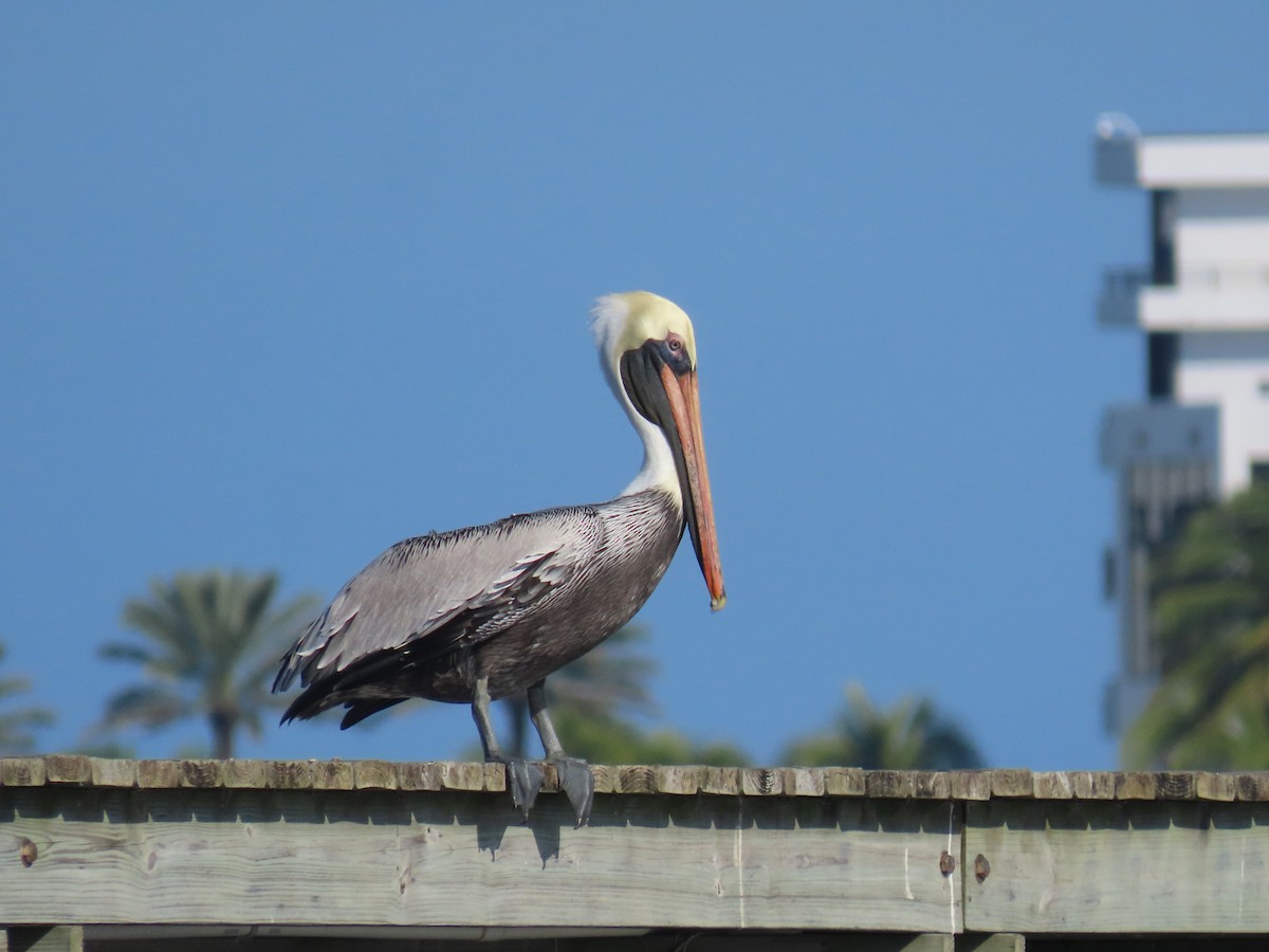 Brown Pelican - ML646419070