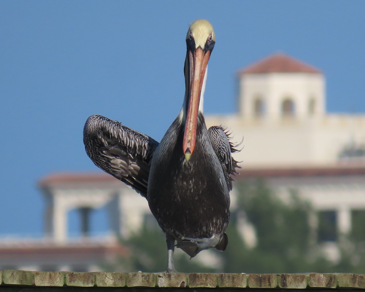 Brown Pelican - ML646419073
