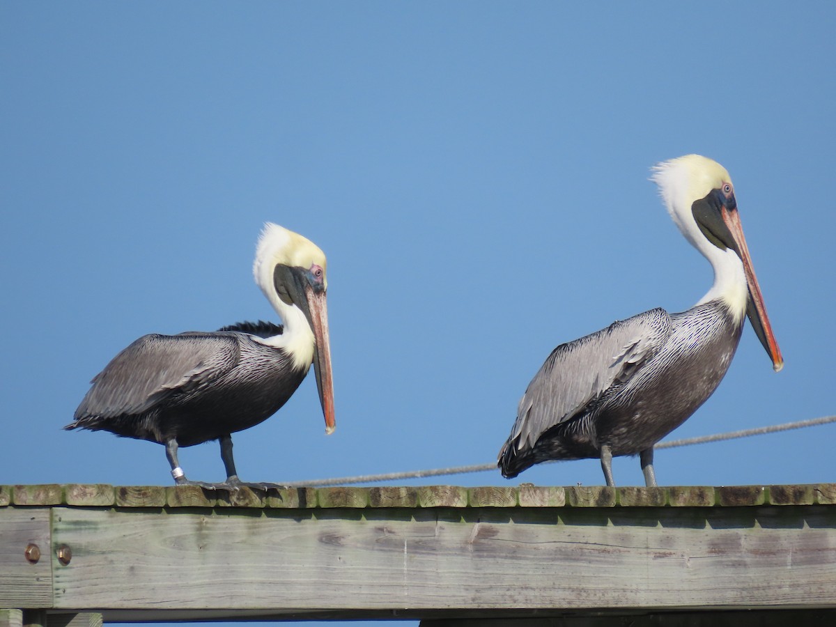 Brown Pelican - ML646419074