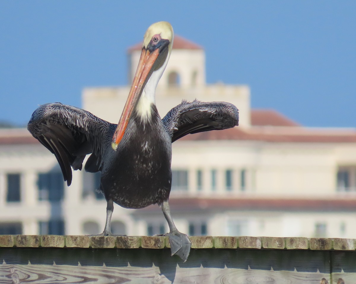 Brown Pelican - ML646419076