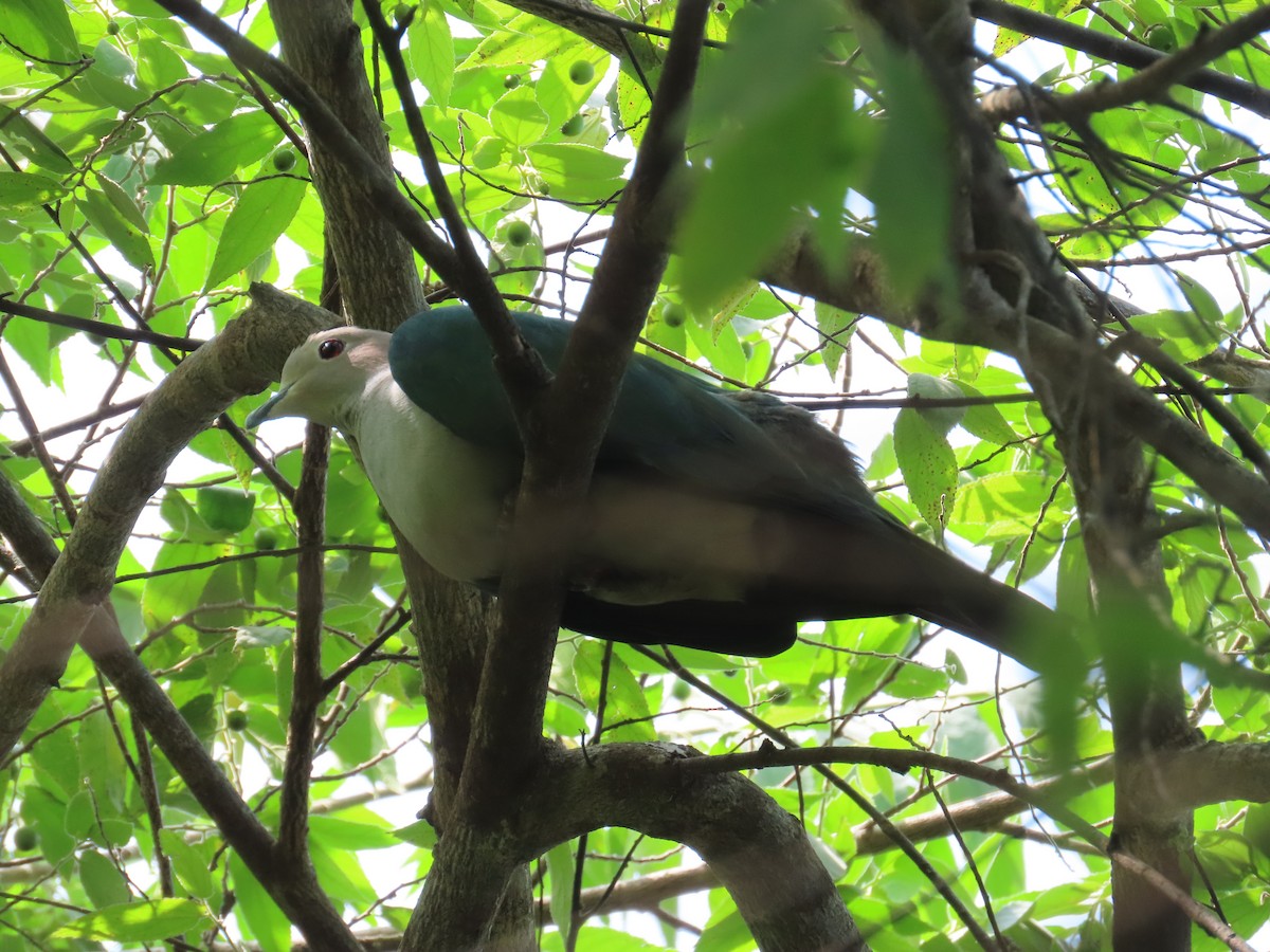 Yeşil Has Güvercin - ML646419077