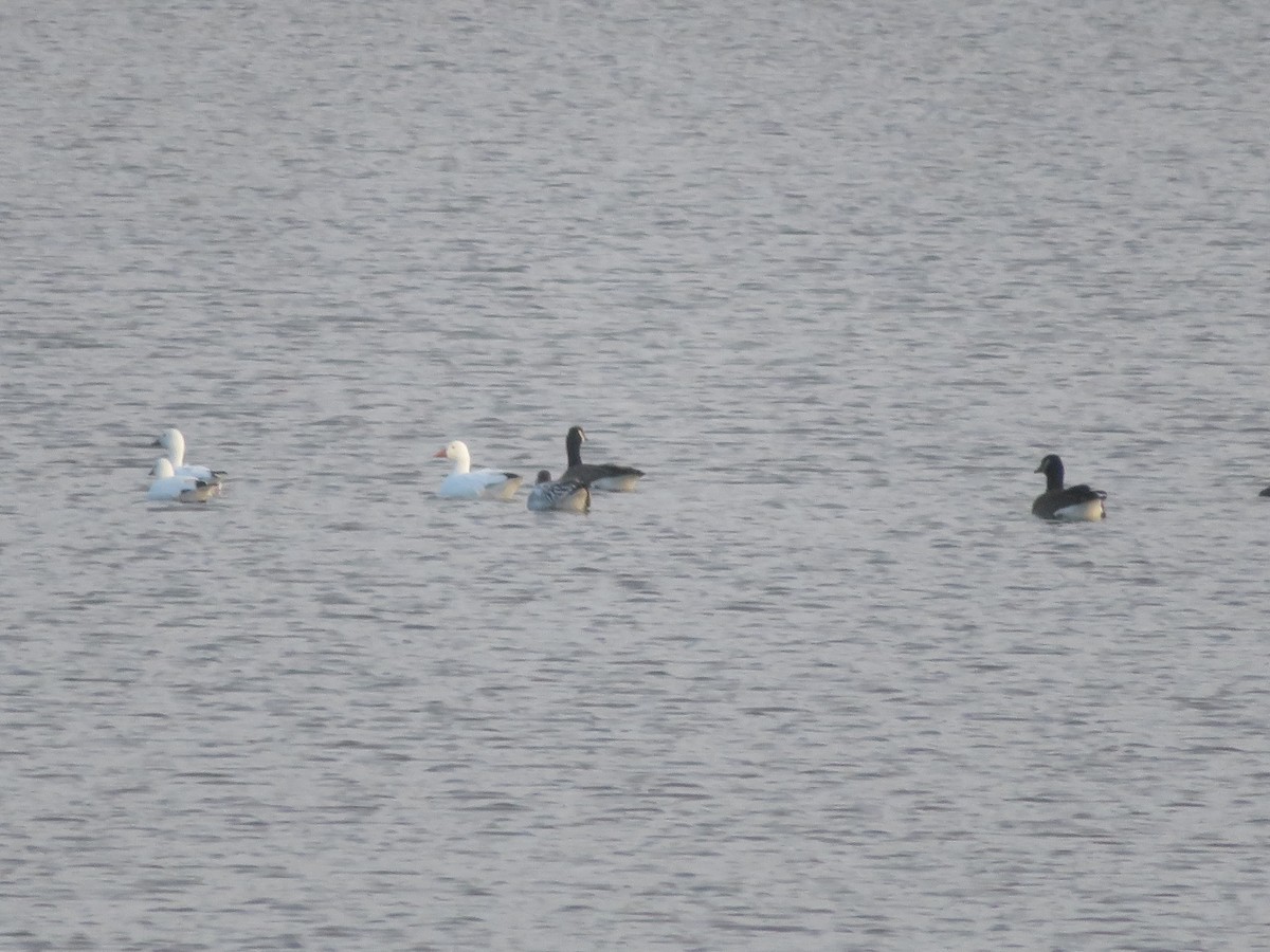 אווז קנדי - ML646419078