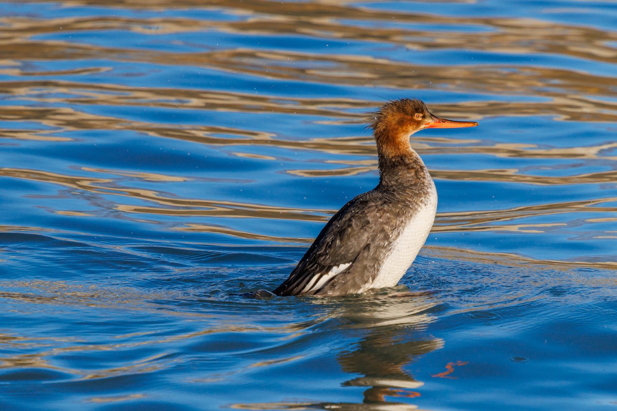 紅胸秋沙 - ML646419080
