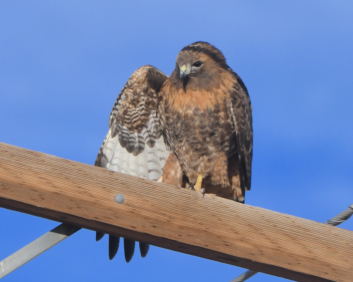 káně rudochvostá - ML646419081