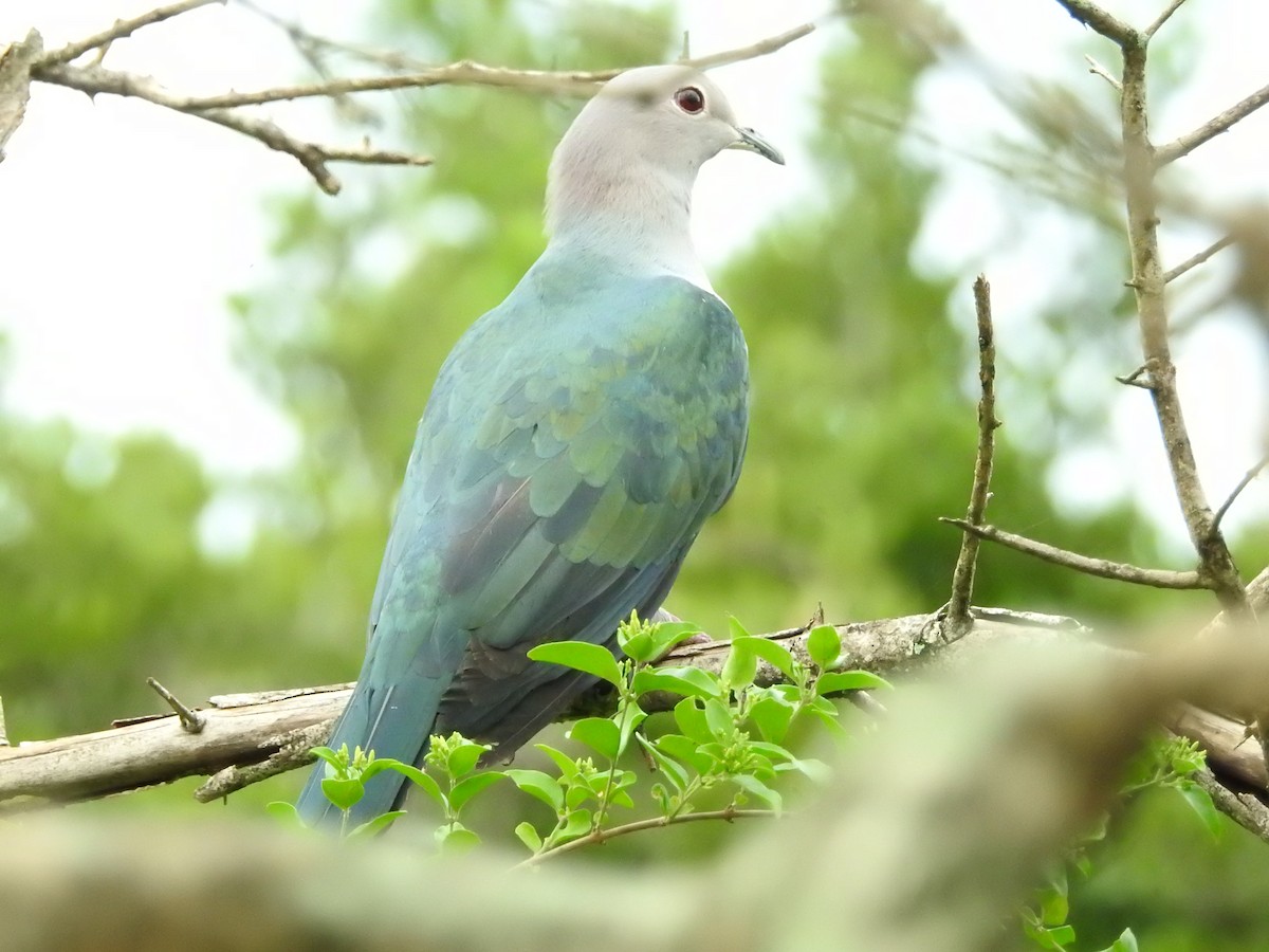 Yeşil Has Güvercin - ML646419082