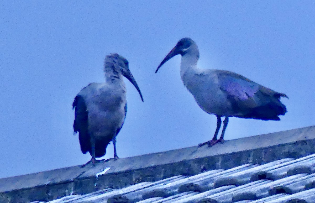 ハダダトキ - ML646419083