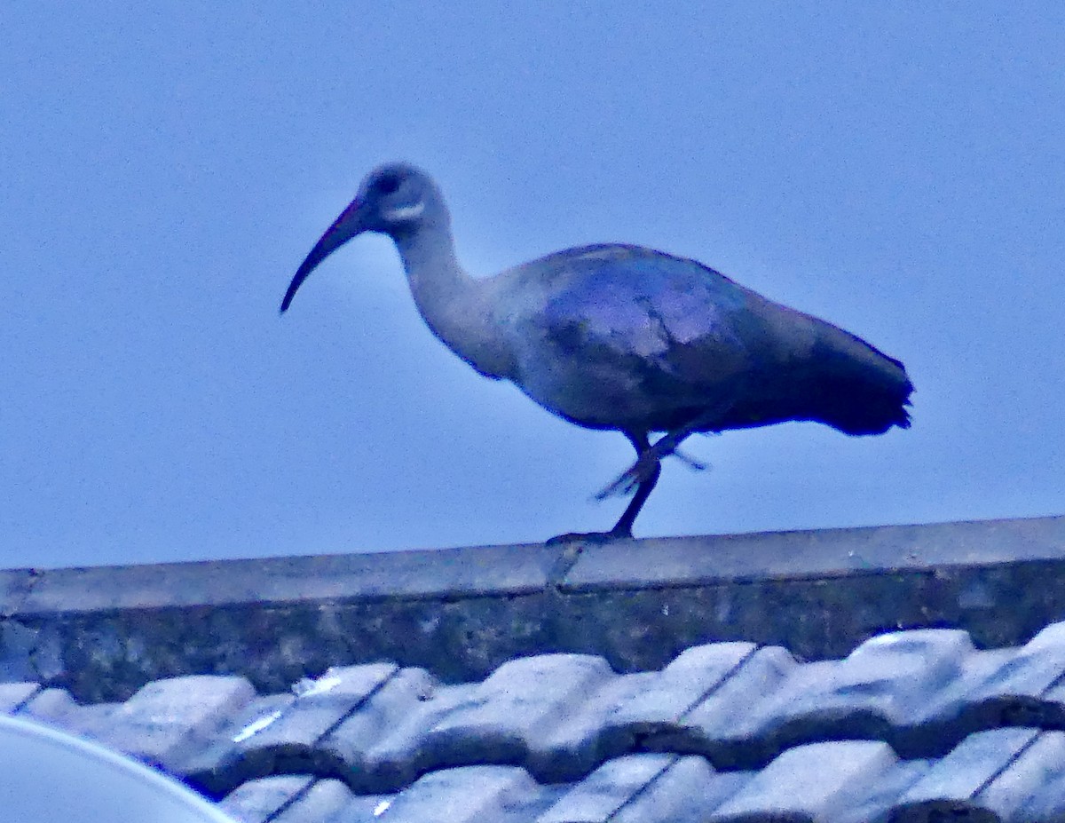 ハダダトキ - ML646419084