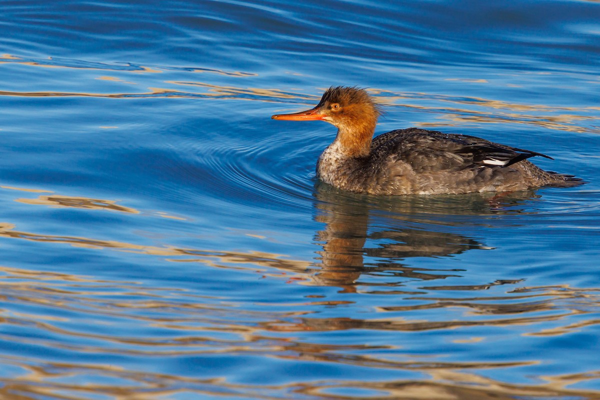 紅胸秋沙 - ML646419087