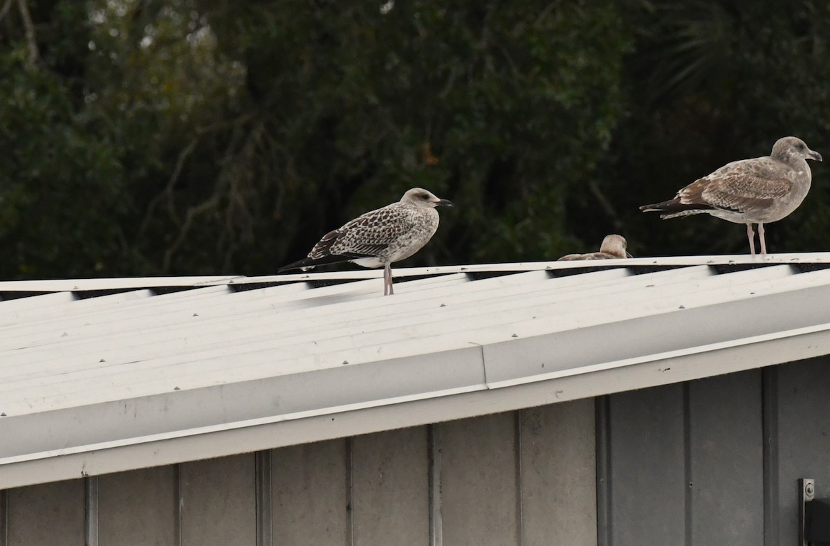 Lesser Black-backed Gull - ML646419088