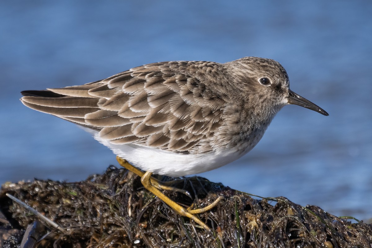Least Sandpiper - ML646419089