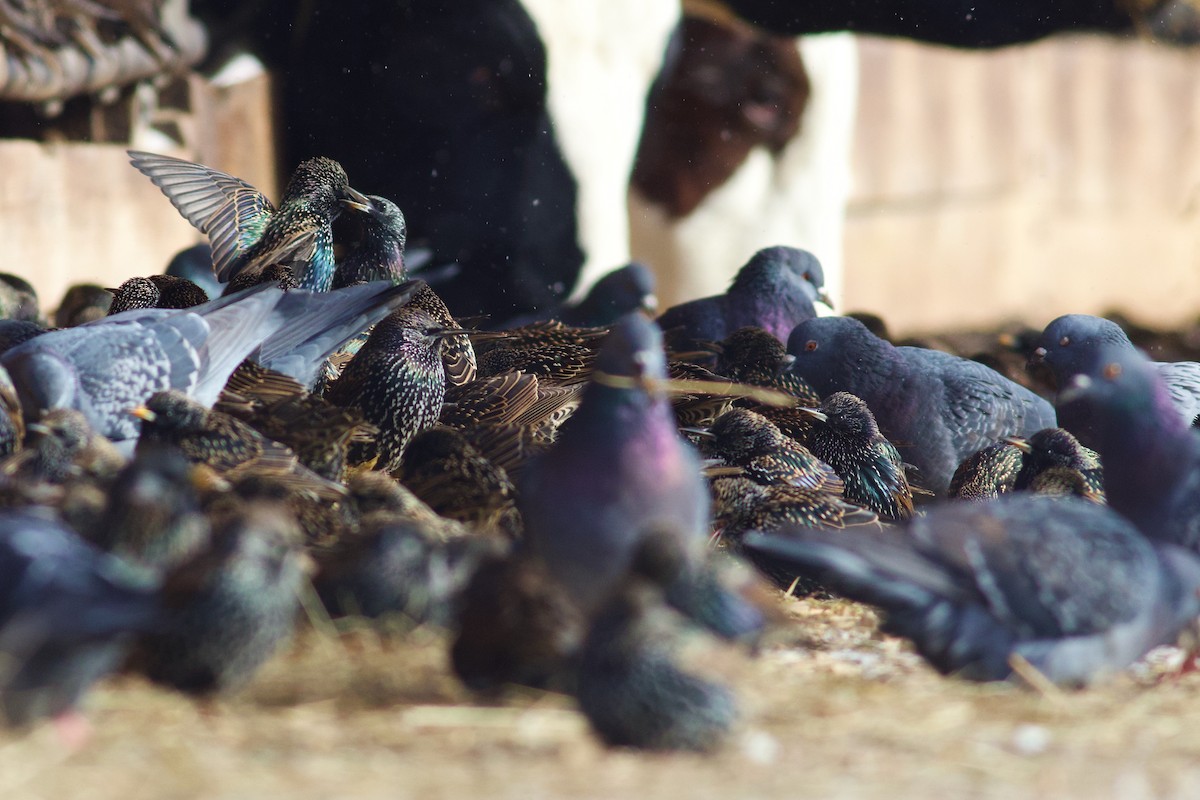 歐洲椋鳥 - ML646419090