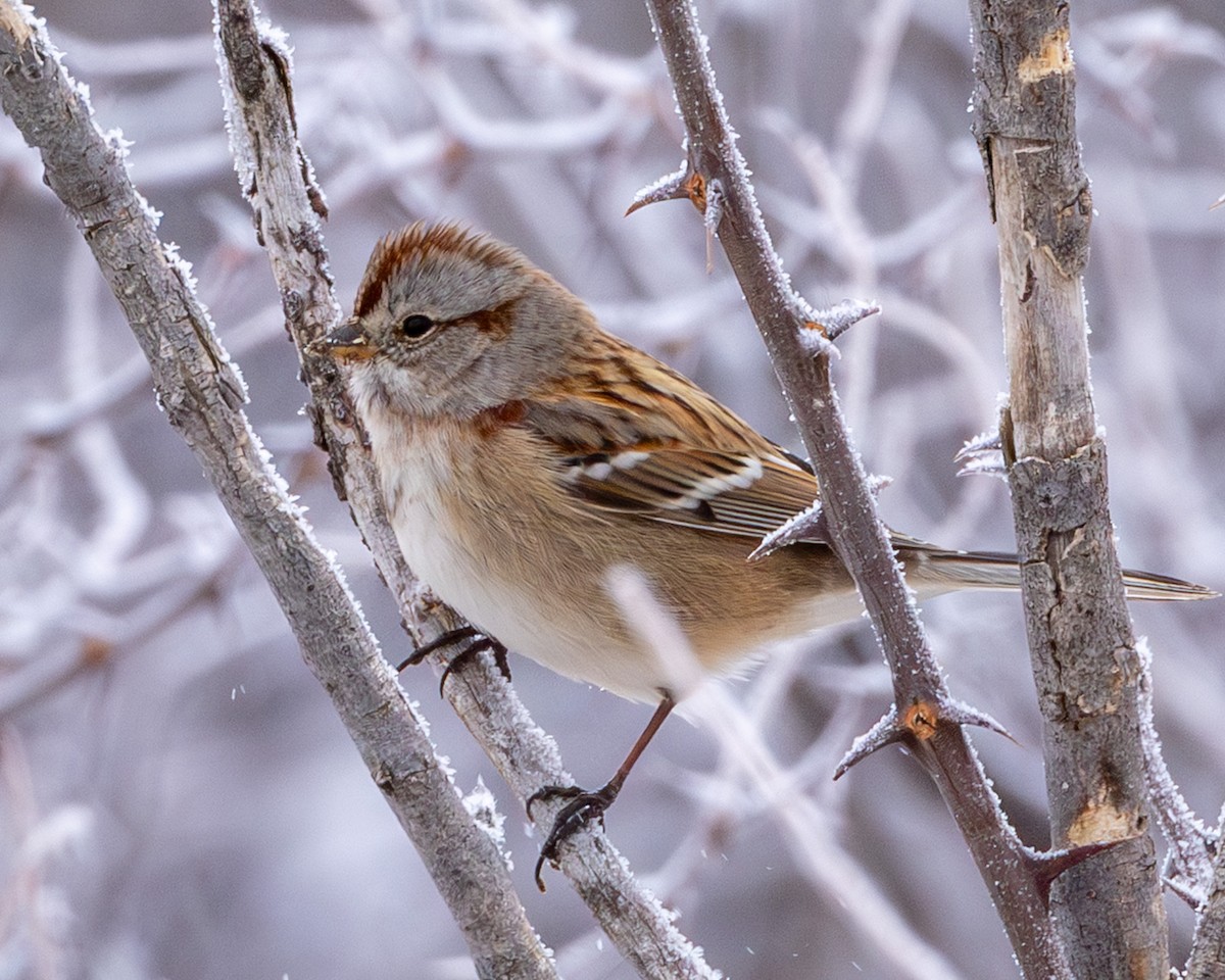 Пасовник північний - ML646419091