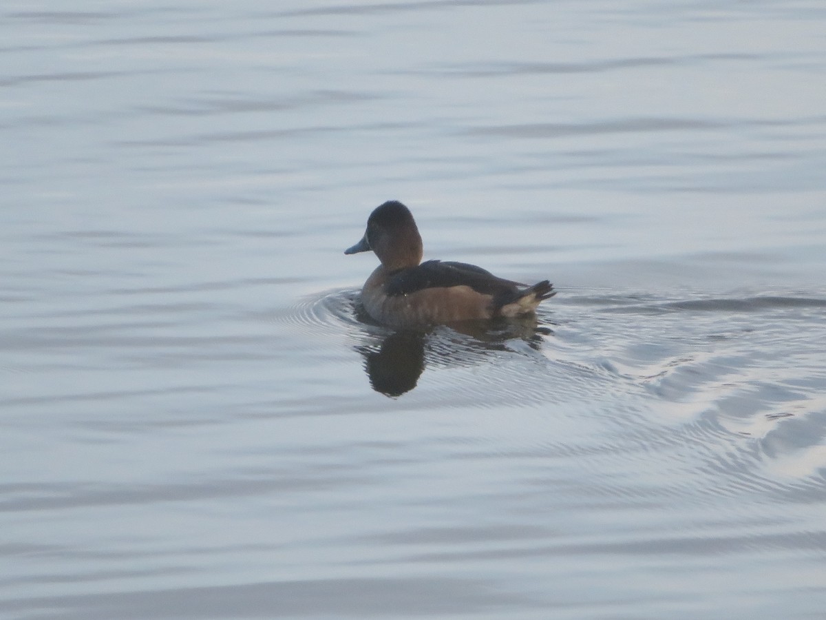 Lesser Scaup - ML646419094