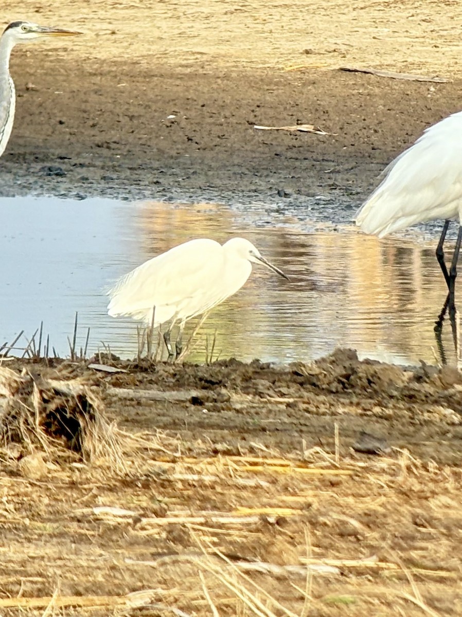 Little Egret (Western) - ML646419095
