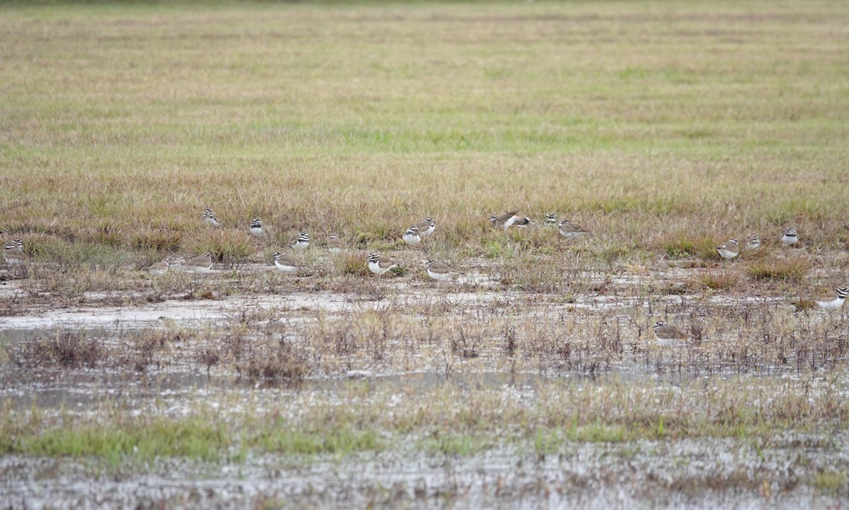 kulík rezavoocasý - ML646419097