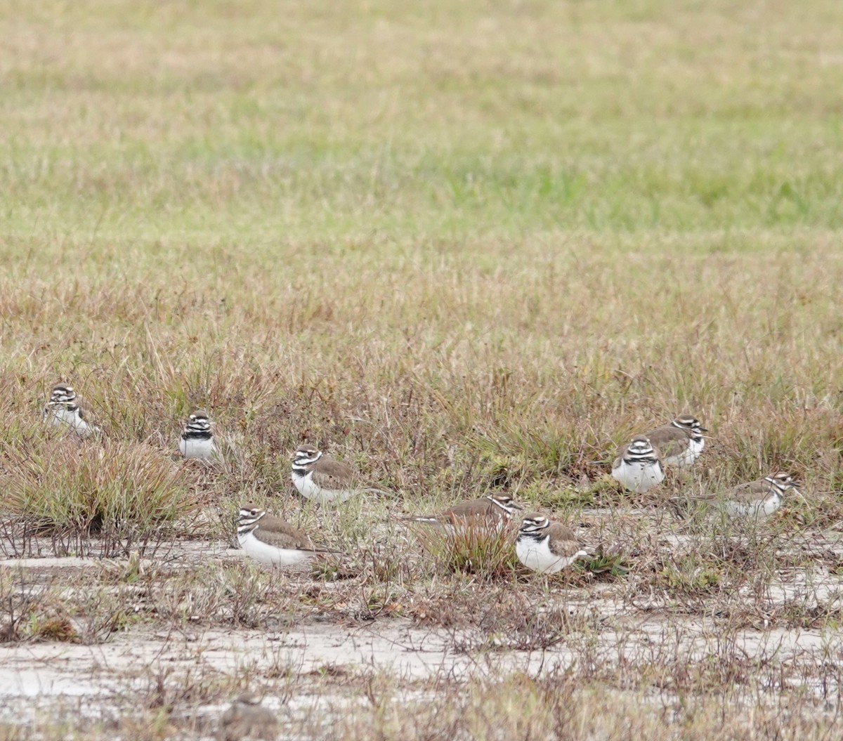 kulík rezavoocasý - ML646419098