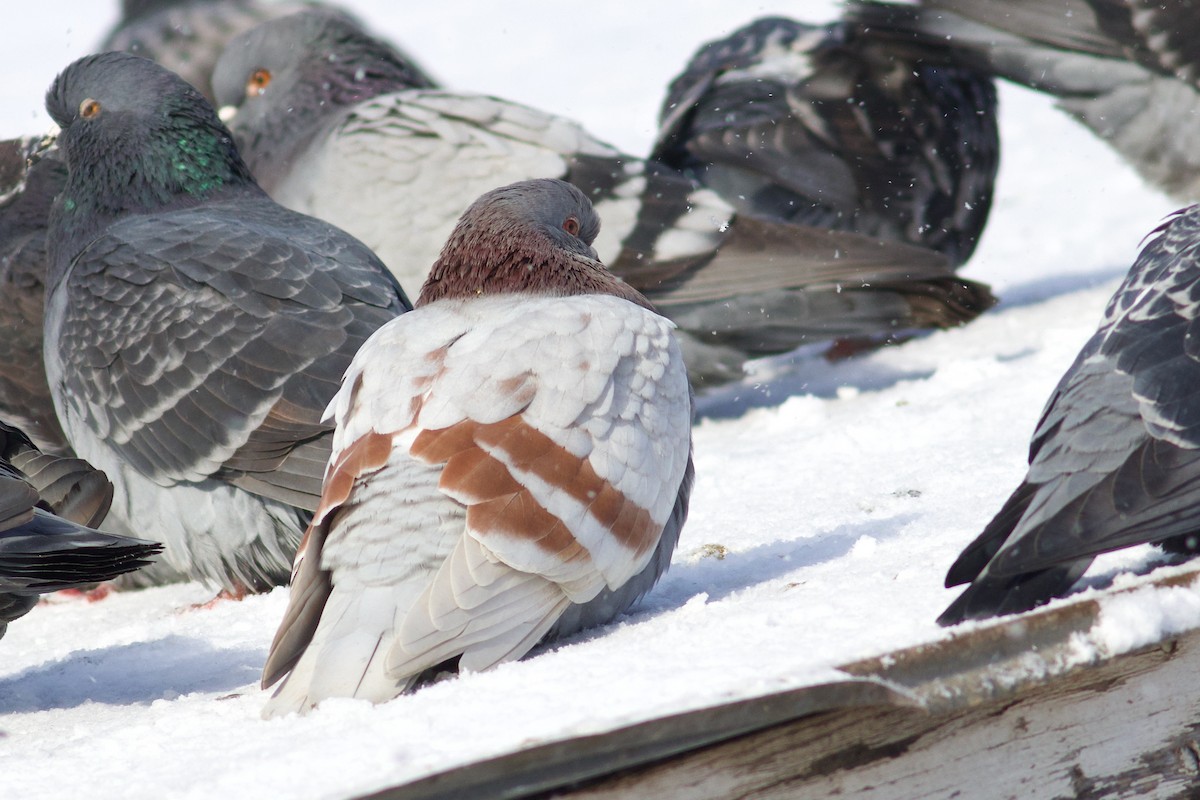 野鴿(野化) - ML646419103