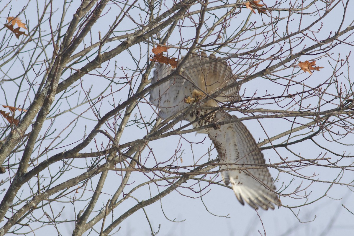 Red-tailed Hawk - ML646419106