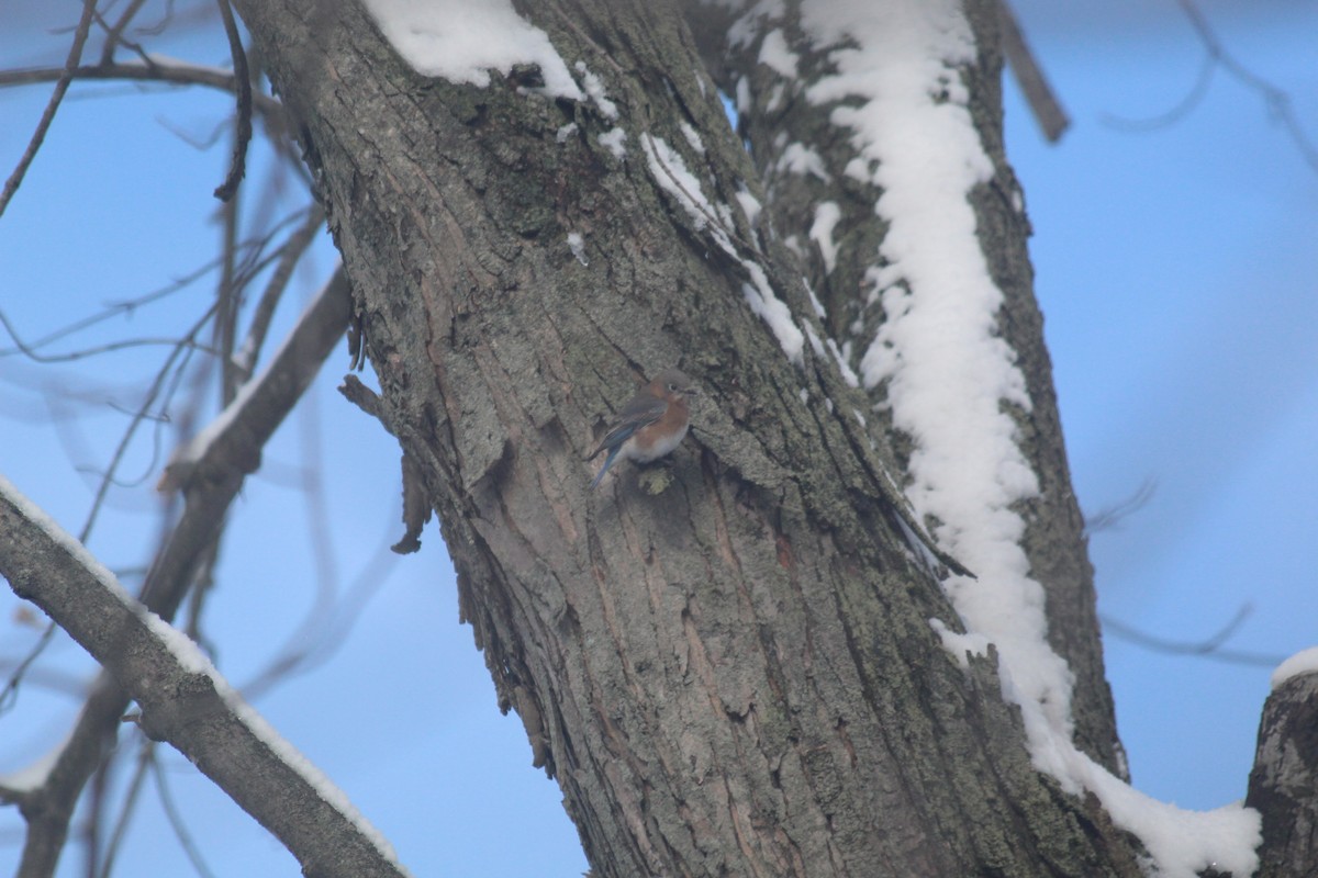 Eastern Bluebird - ML646419107