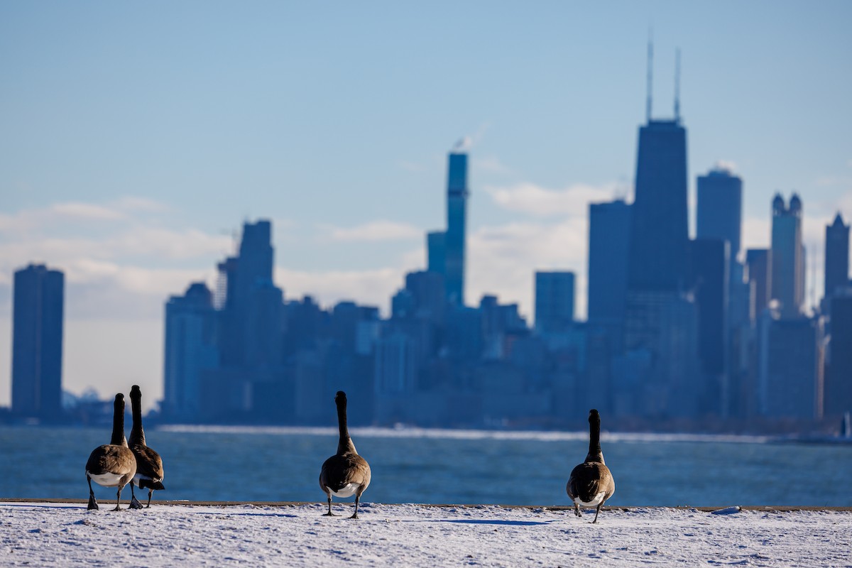 Canada Goose - ML646419108
