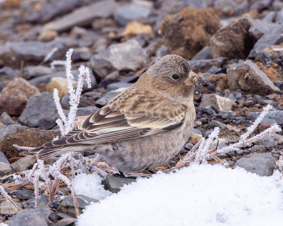 Brown-capped Rosy-Finch - ML646419110