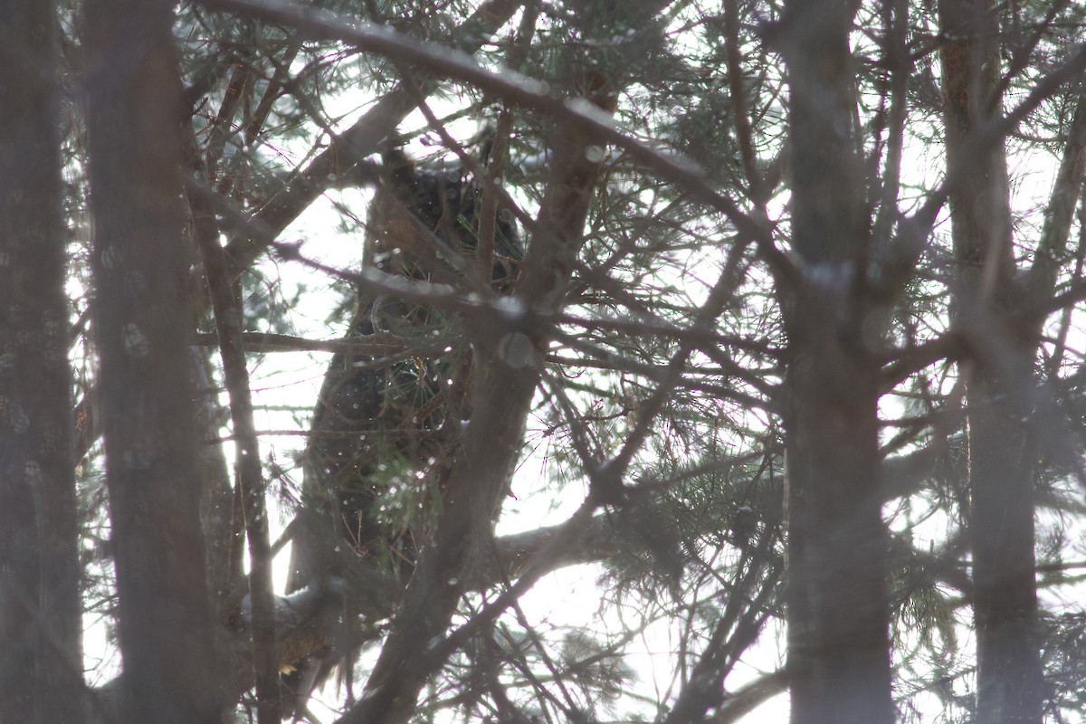 Great Horned Owl - ML646419111