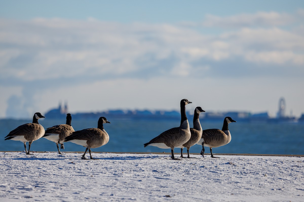 Canada Goose - ML646419112