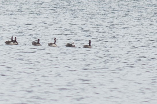 Kar x Gıdaklayan Kaz - ML646419117