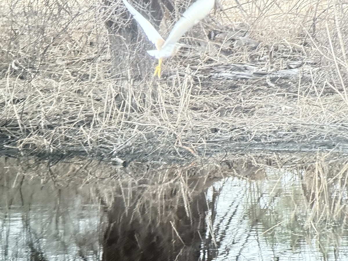 Squacco Heron - ML646419118