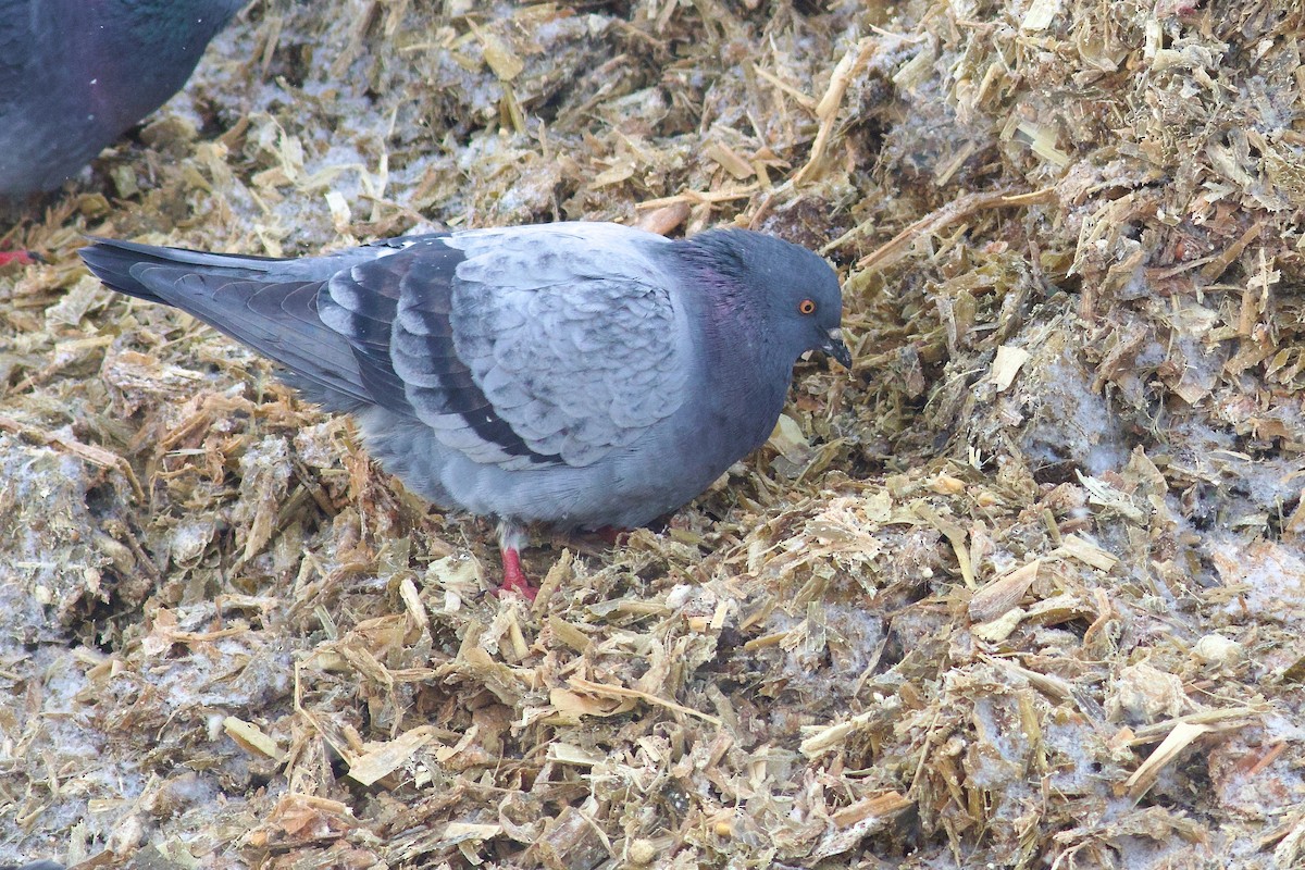 野鴿(野化) - ML646419120