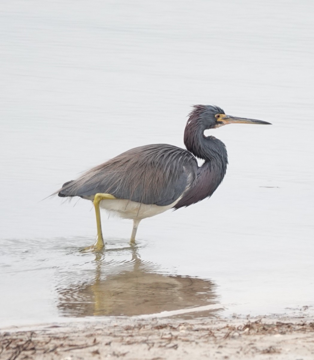 volavka tříbarvá - ML646419121