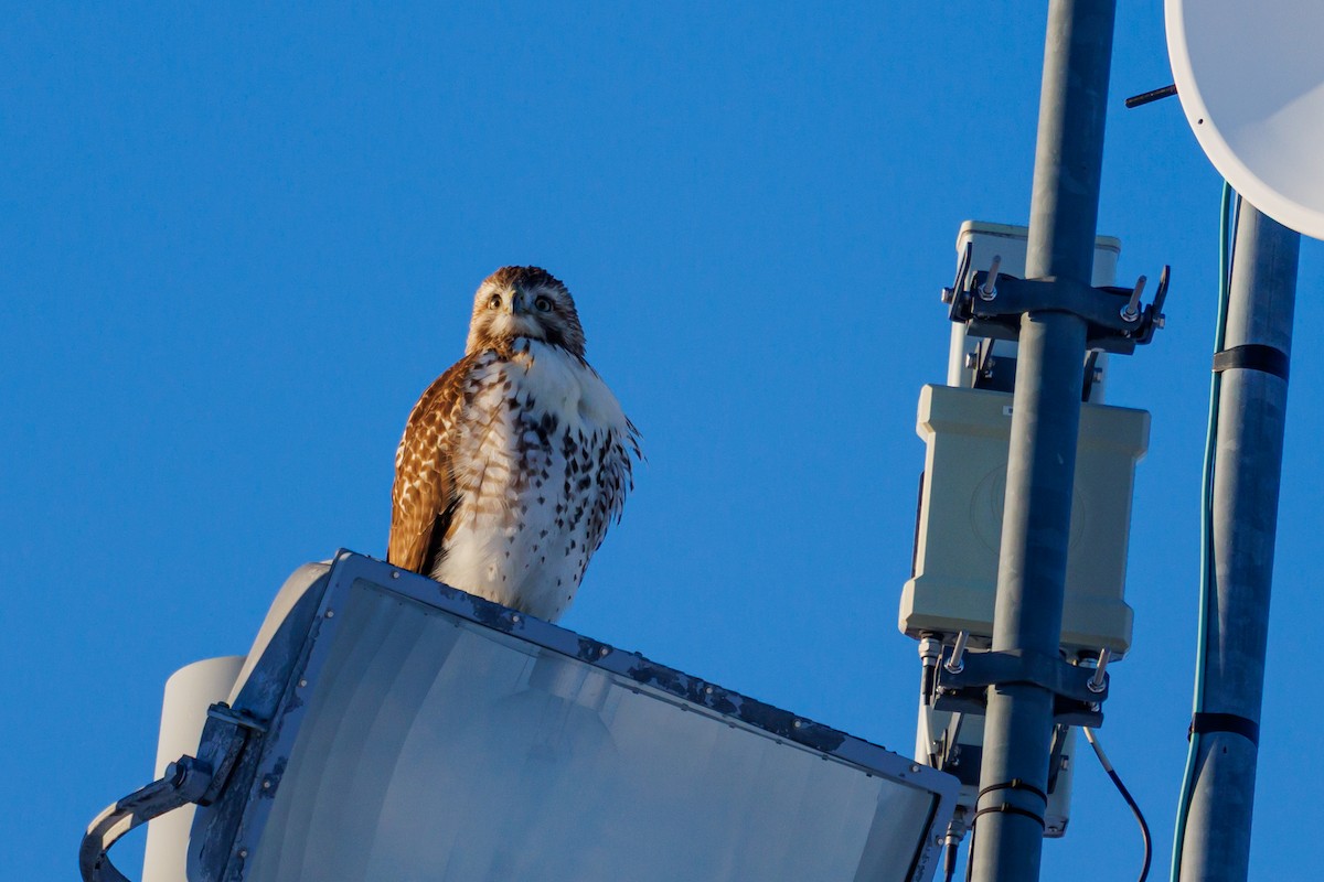Red-tailed Hawk - ML646419125