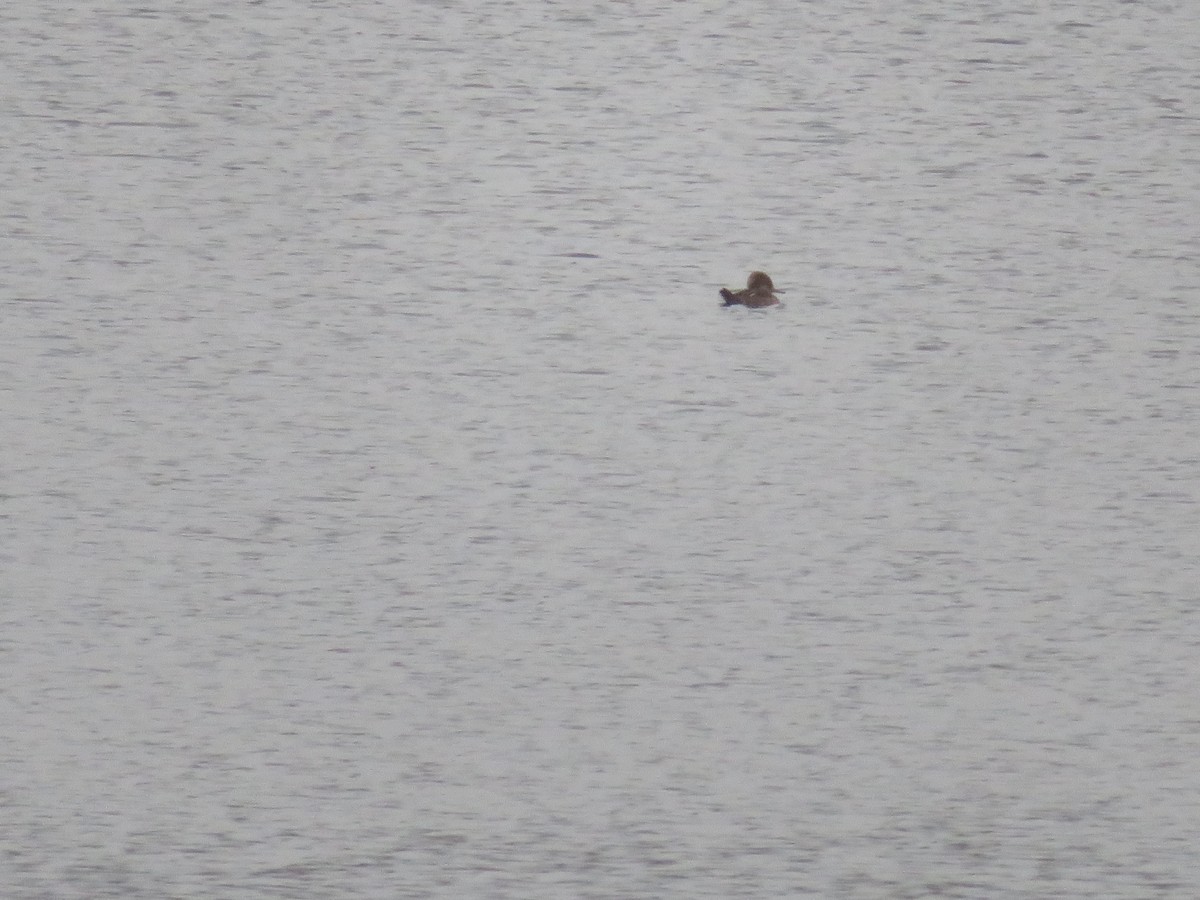 Hooded Merganser - ML646419126