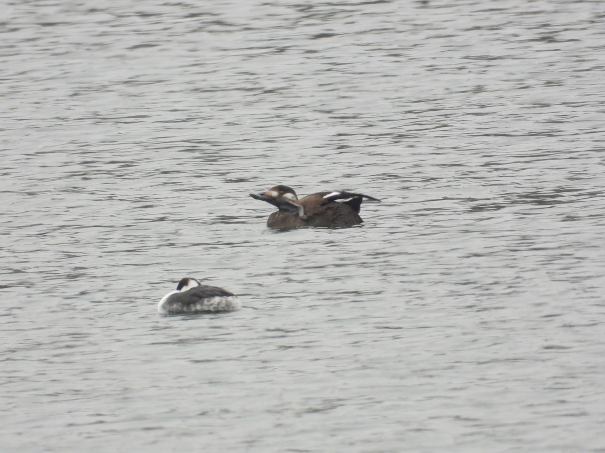 turpan kanadský - ML646419127